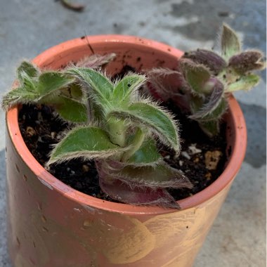 Cyanotis somaliensis syn. Tradescantia somaliensis