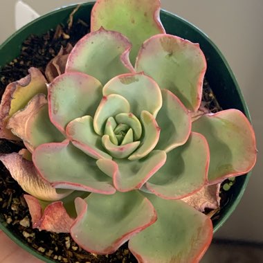 Echeveria Atlantis