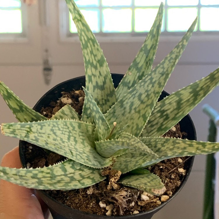 Plant image Aloe 'Blizzard'