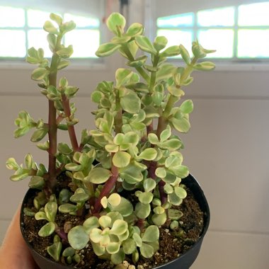 Portulacaria Afra Variegata Dwarf