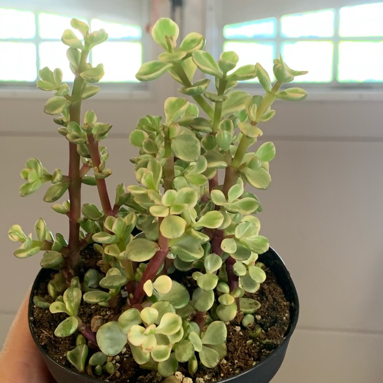 Plant image Portulacaria Afra Variegata Dwarf