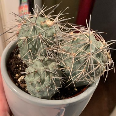 Tephrocactus alexanderi