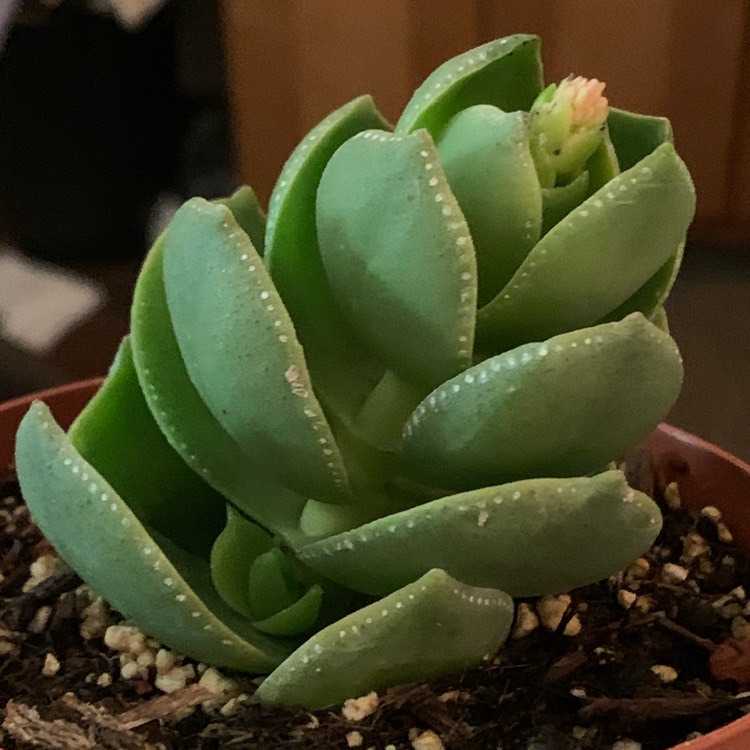 Plant image Crassula lactea