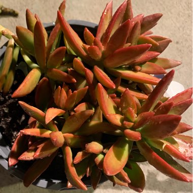 Sedum Adolphi cv. Firestorm