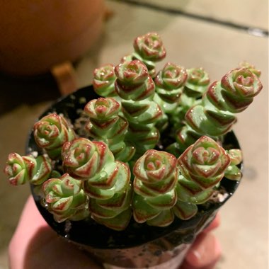 Crassula perforata x Crassula rupestris var marnieriana 'Baby Necklace'