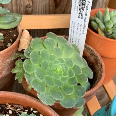 Aeonium Tabuliforme