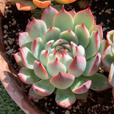 Echeveria Colorata fa. Colorata