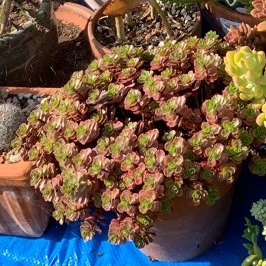 Sedum Spurium Schorbusers Blut