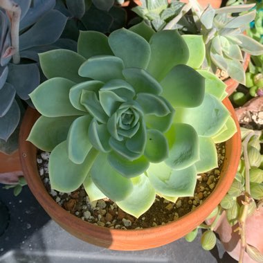 Echeveria Coolvue