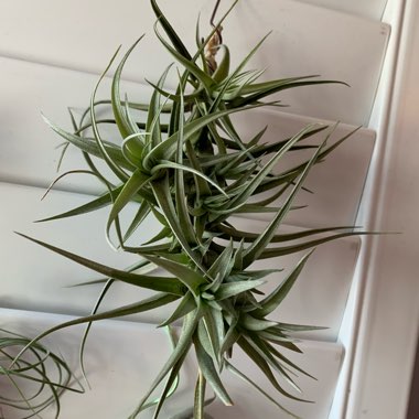 Tillandsia bergeri