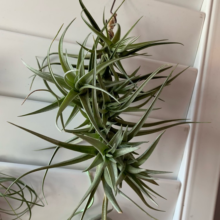 Plant image Tillandsia bergeri