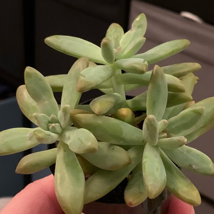 Plant image Pachyveria 'Blue Pearl'