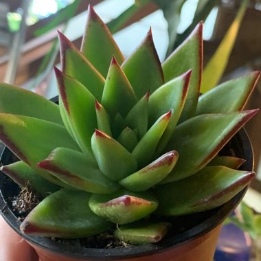 Echeveria Agavoides Red Edge