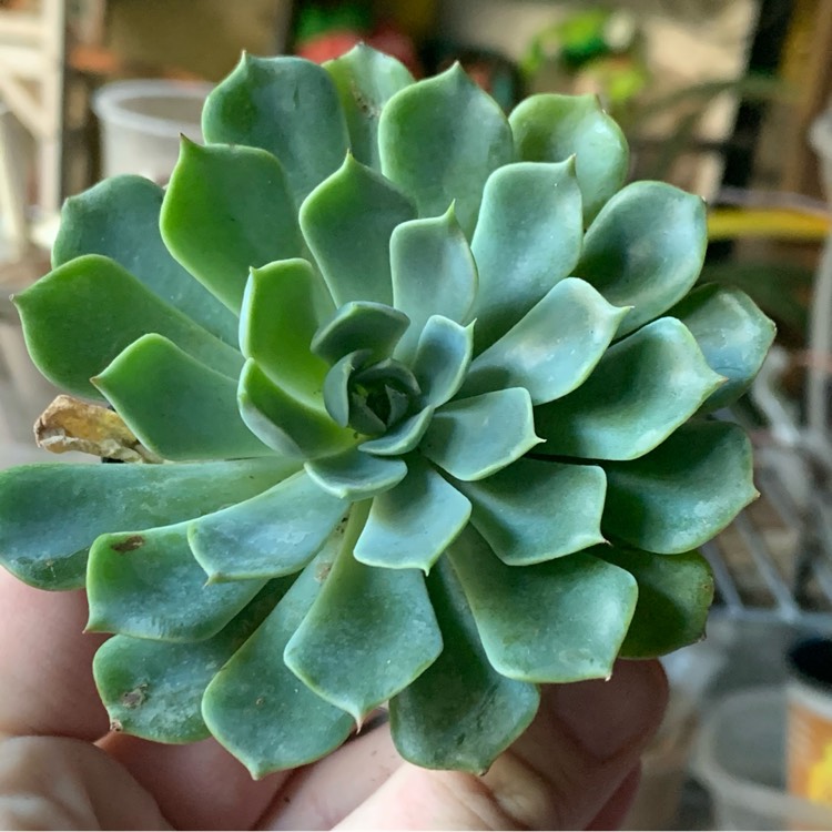 Plant image Echeveria Allegra