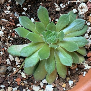 Sempervivum Kalinda