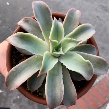 Echeveria Fantastic Fountain