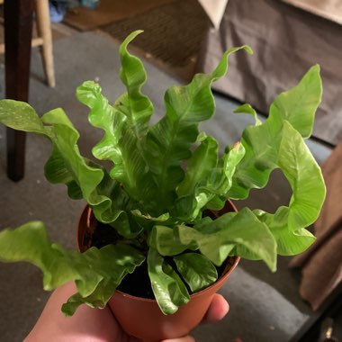 Asplenium antiquum 'Victoria'