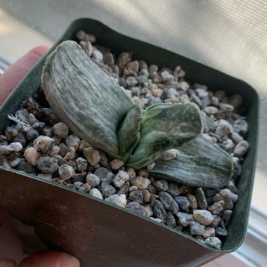 Gasteria Sakura Fuji