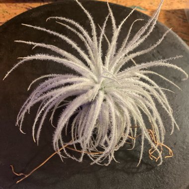 Tillandsia tectorum