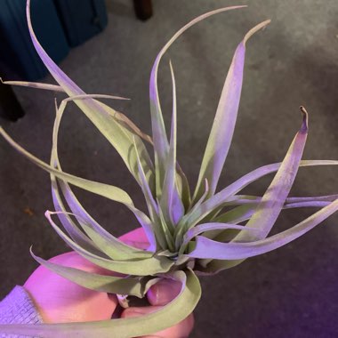 Tillandsia harrisii