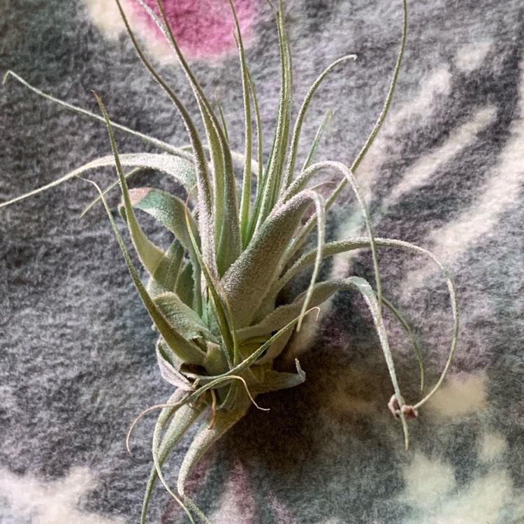 Plant image Tillandsia gardneri