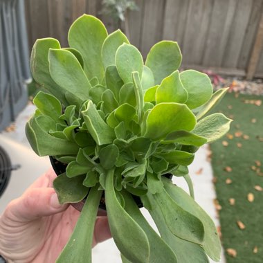 Aeonium Urbicum