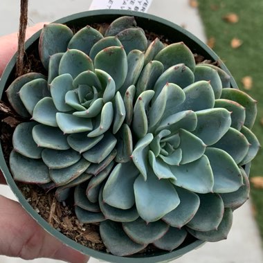 Echeveria Galaxy Blue