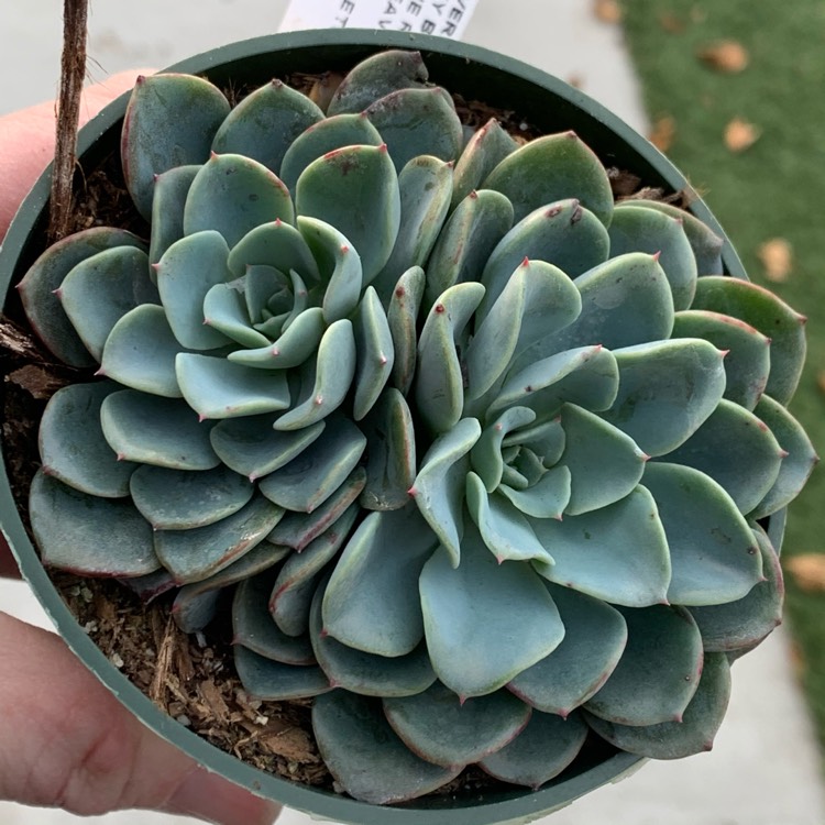 Plant image Echeveria Galaxy Blue