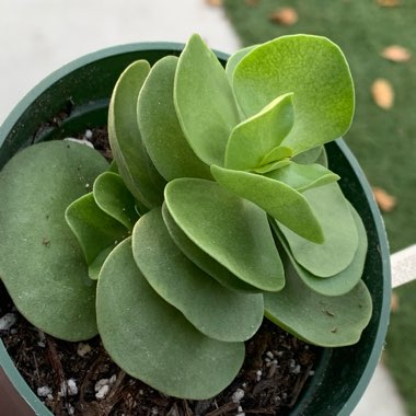 Portulaca Molokiniensis 