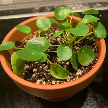 Pilea peperomioides