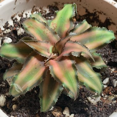 Cryptanthus Bivittatus