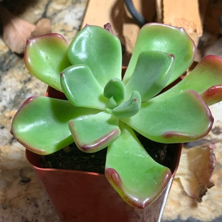 Plant image Echeveria Setosa var. Oteroi