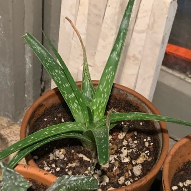 Aloe hybrid 'Firebird'