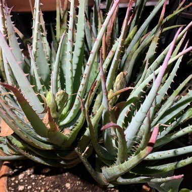 Aloe humilis