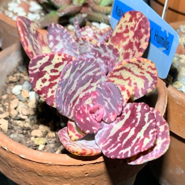 Kalanchoe Humilis