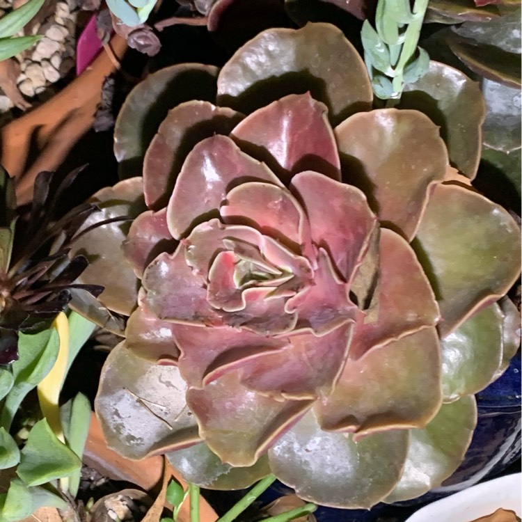 Plant image Echeveria Fireglow