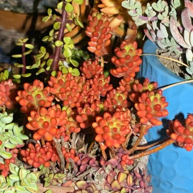 Sedum Rubrotinctum