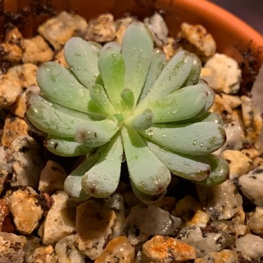 Graptopetalum Pachyphyllum