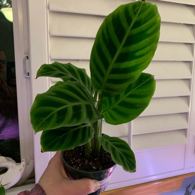 Goeppertia zebrina syn. Calathea zebrina