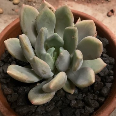 x Pachyveria Draco