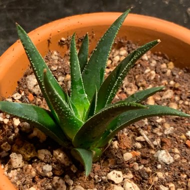 Haworthia herbacea