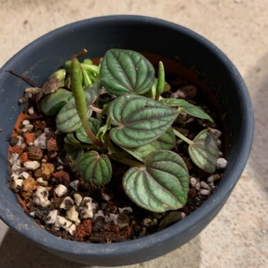 Peperomia 'Piccolo Banda'