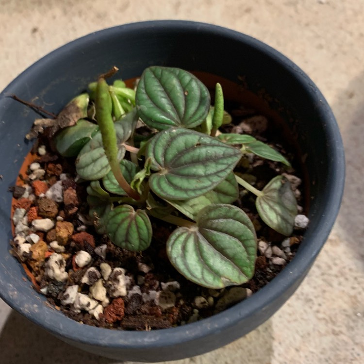 Plant image Peperomia 'Piccolo Banda'