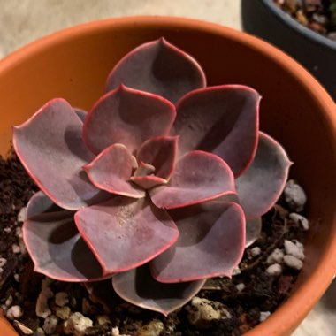 Echeveria Red Sky