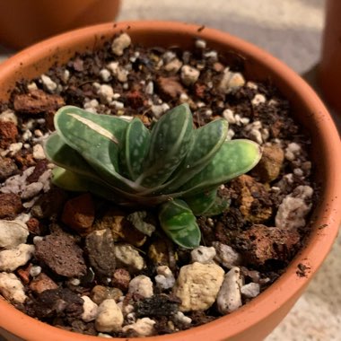 Gasteria bicolor var. 'Liliputana'