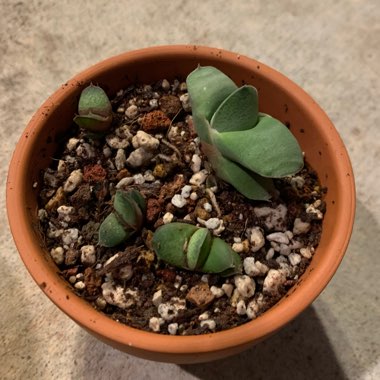 Gasteria Glomerata