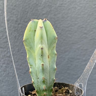 Myrtillocactus geometrizans cristata