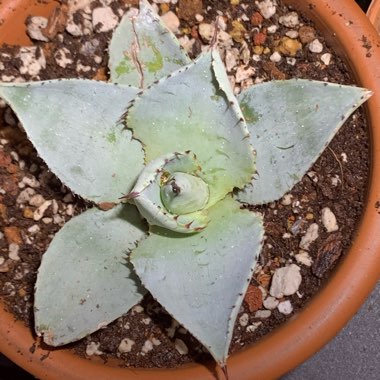 Agave Pygmae