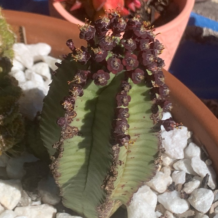 Plant image Euphorbia anoplia