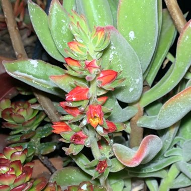 Echeveria Coccinea